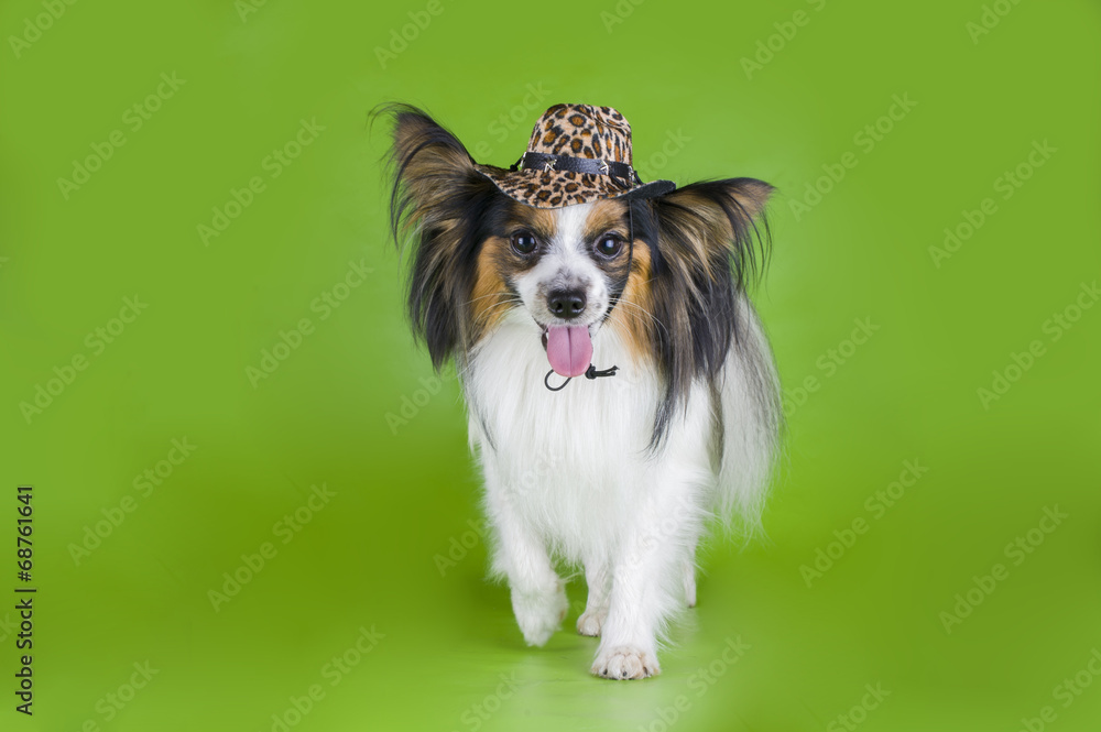Papillon in a cowboy hat on a green background