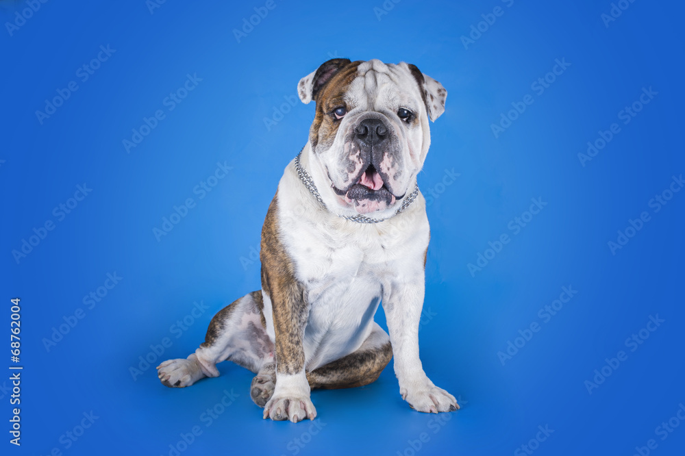Bulldog on blue background
