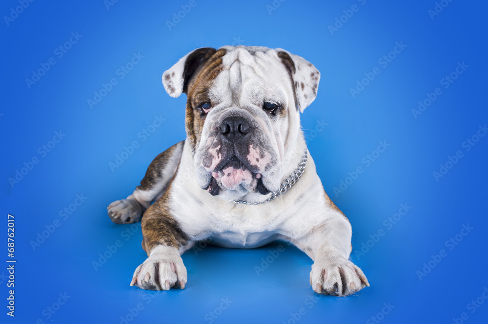 Bulldog on blue background