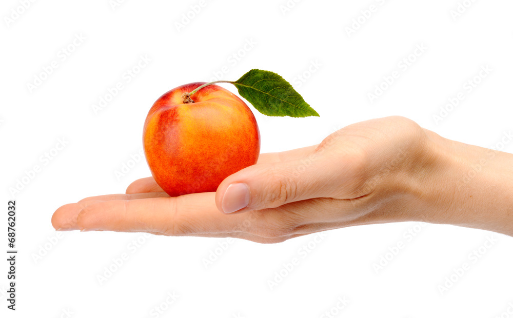 Studio shot of orange ripe nectarine with leaf on hand Studio shot of orange ripe nectarine with leaf on hand