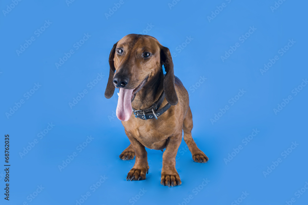 dachshund on a blue background