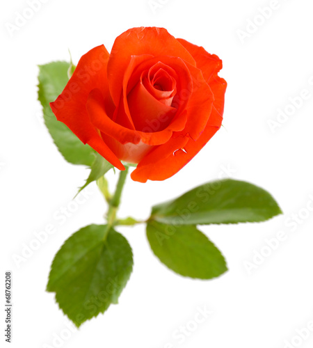 beautiful rose  isolated on white