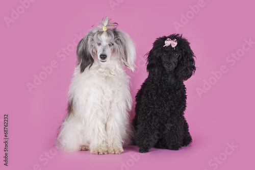 Chinese Crested and Poodle on pink background