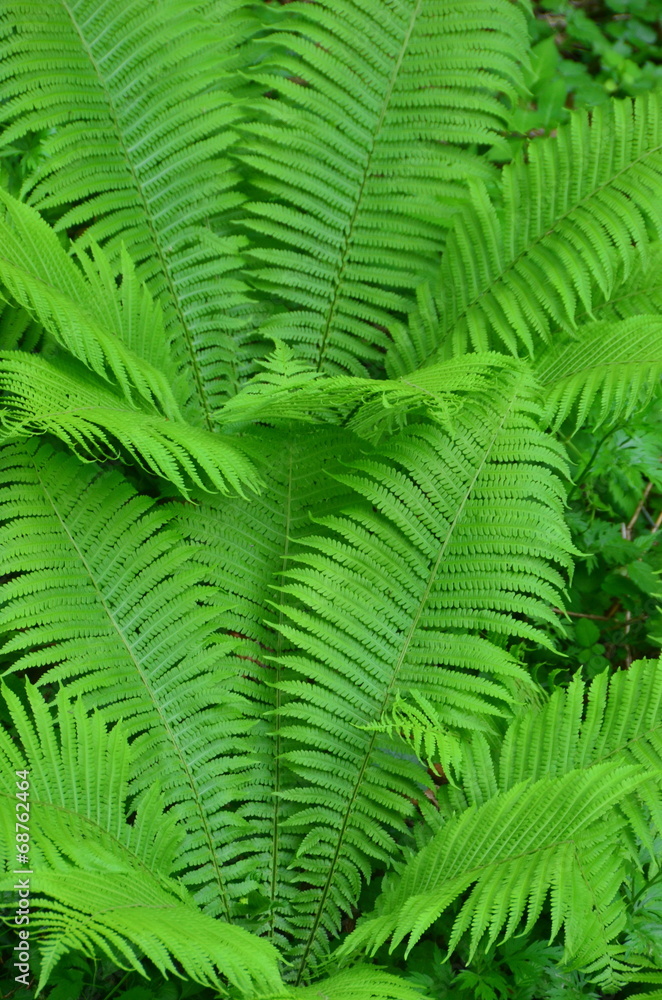 fern