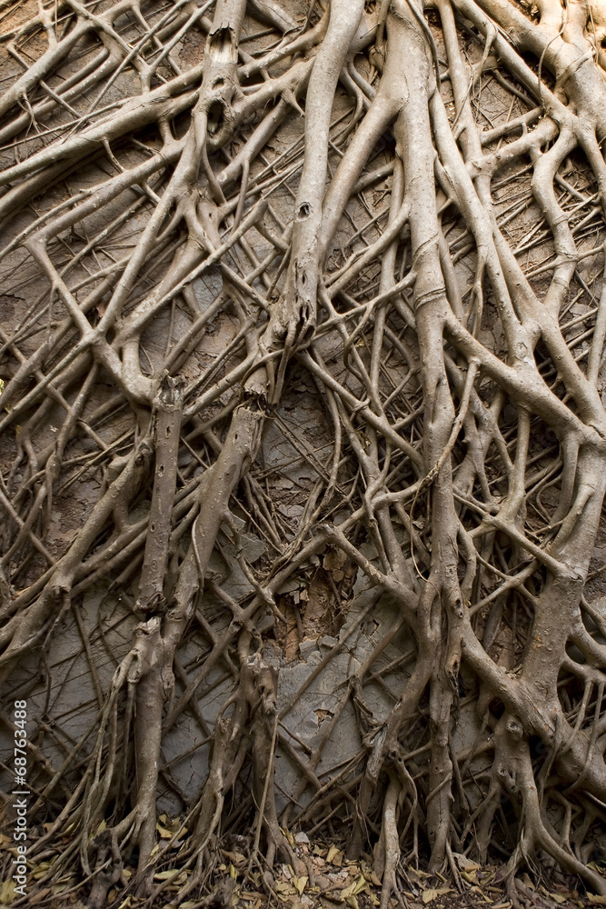 Tropical banyan tree roots texture Tropical banyan tree roots texture