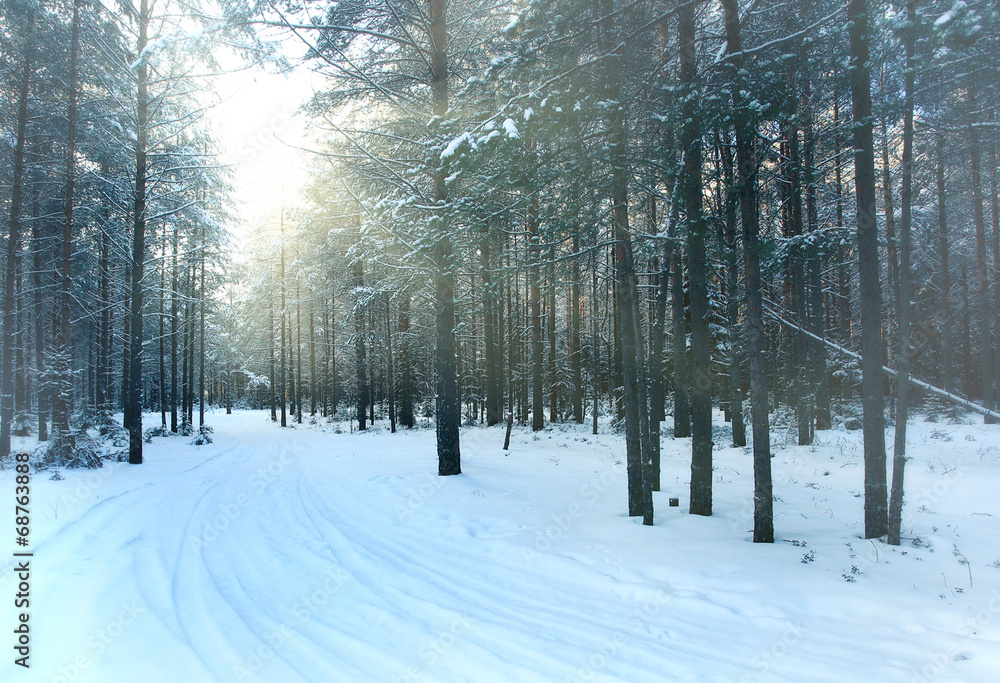 Fototapeta premium pine forest, winter, snow