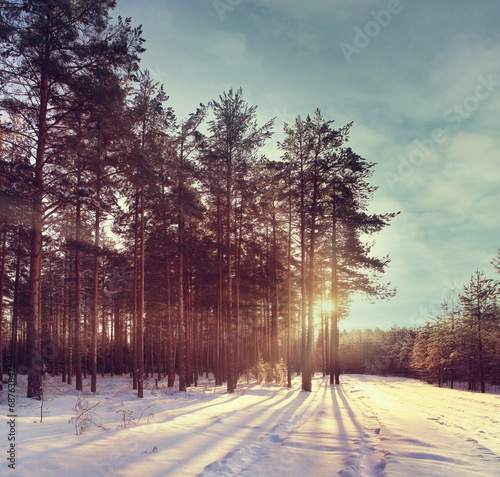 Winter forest sunset sunbeams