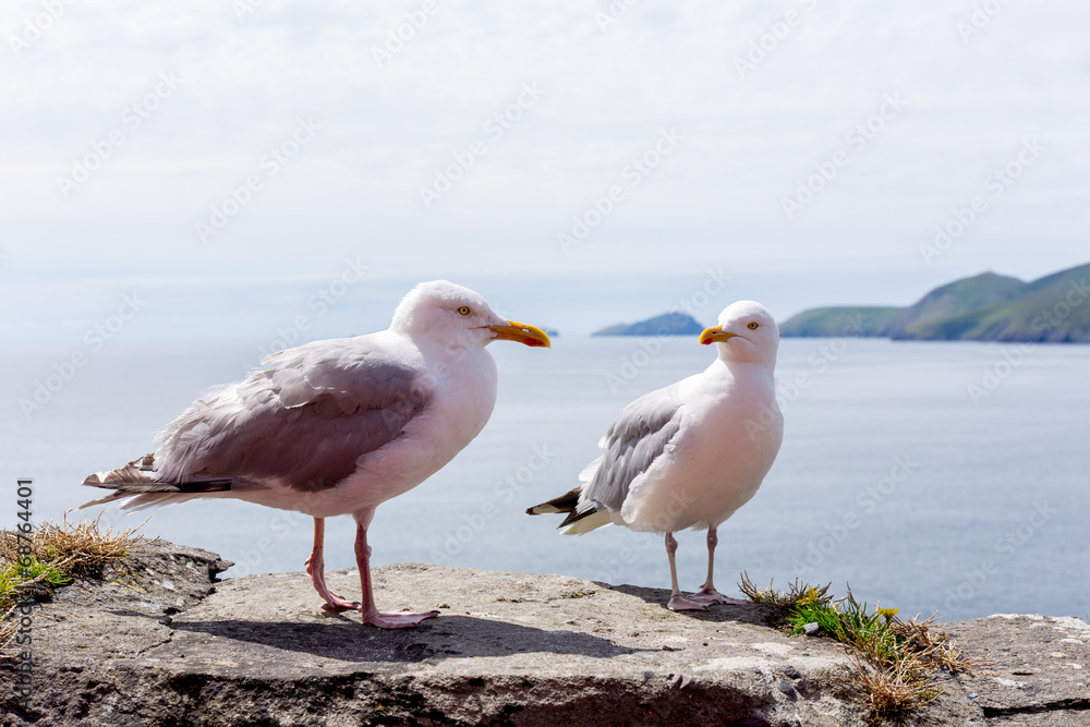 Fototapeta premium Laridae