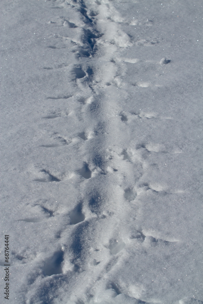 footprints in the snow Adelie penguin who crawled on his belly w footprints in the snow Adelie penguin who crawled on his belly w