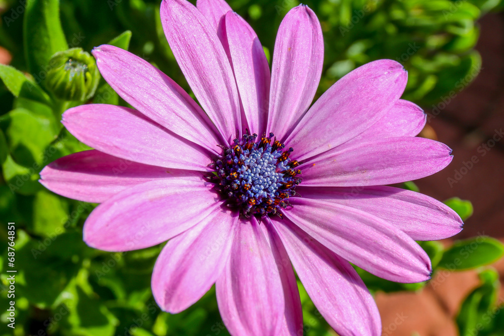 Blumen Blumen