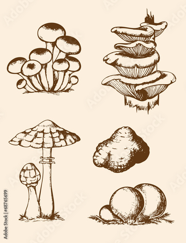 Vintage hand drawn forest mushrooms