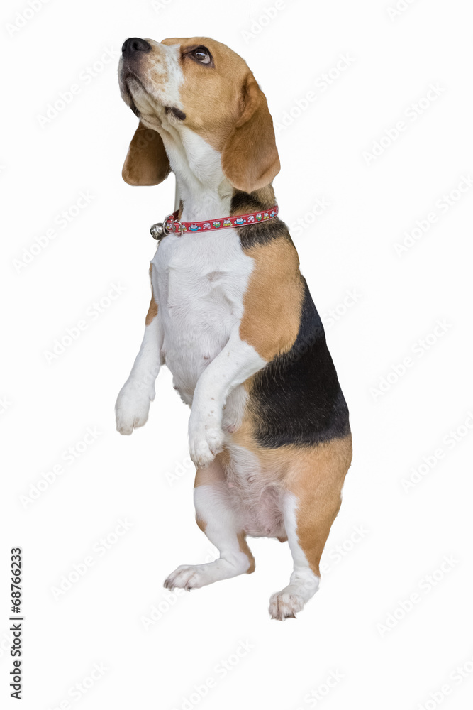 Beagle dog on white isolated
