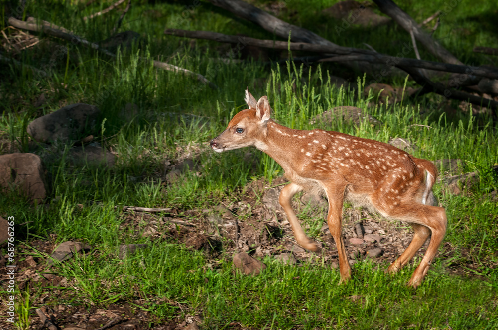 White-Tailed Deer Fawn (Odocoileus virginianus) Moves Left White-Tailed Deer Fawn (Odocoileus virginianus) Moves Left