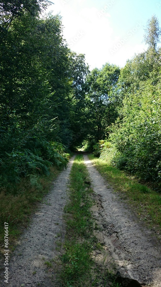 Chemin en forêt
