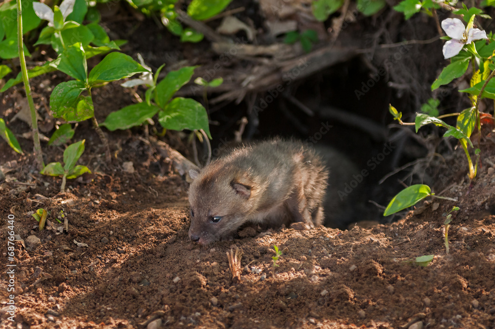 Grey Fox (Urocyon cinereoargenteus) Crawls out of Den Grey Fox (Urocyon cinereoargenteus) Crawls out of Den