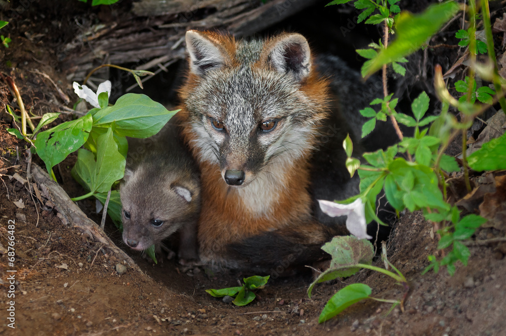 Grey Fox (Urocyon cinereoargenteus) and Kit Sit in Den Entrance Grey Fox (Urocyon cinereoargenteus) and Kit Sit in Den Entrance