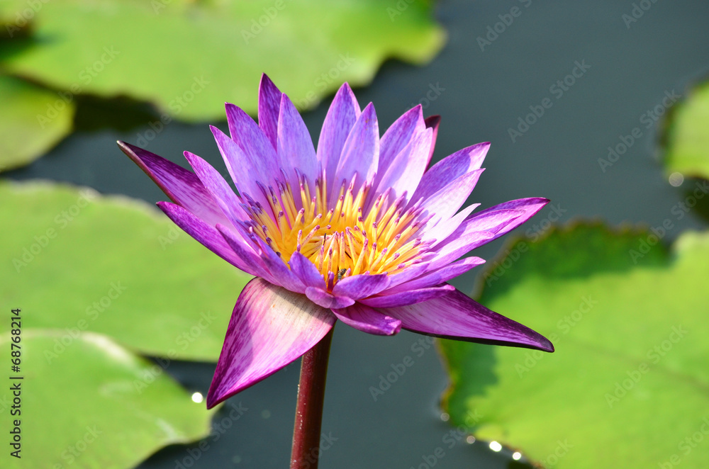 beautiful lotus in pond