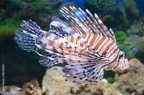 Lionfish-Zebra.Pterois volitans