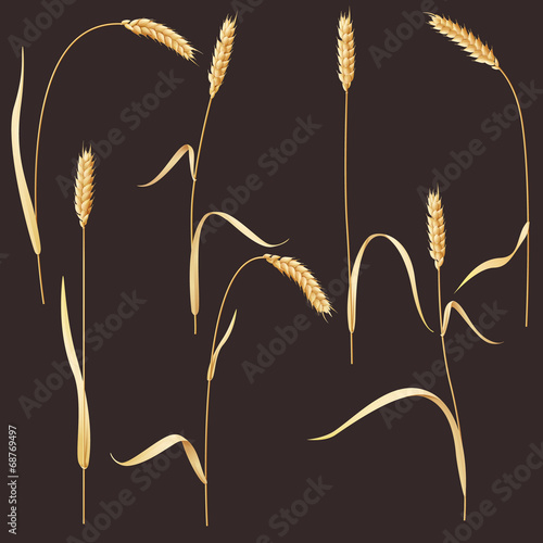 Wheat ears