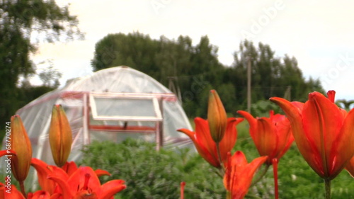 Orange lily flowers and greenhouse in garden. Focus change photo