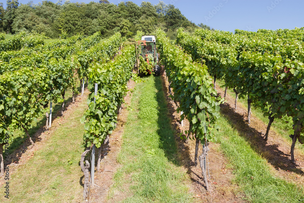 Obraz premium Weinreben im Weinberg