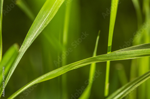grass macro