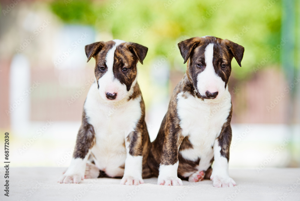 two adorable bull terrier puppies