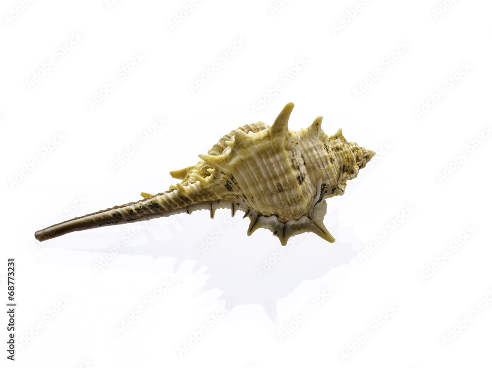 shell isolated on white background shell isolated on white background