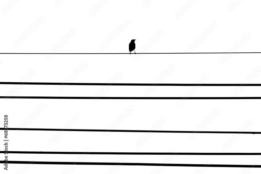Bird on the telephone line isolated white background Bird on the telephone line isolated white background
