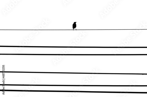 Bird on the telephone line isolated white background