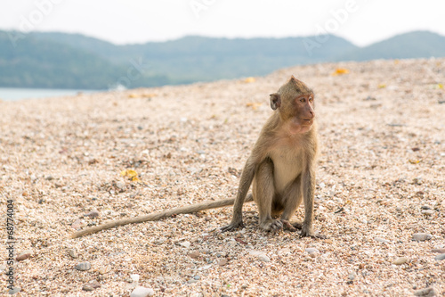 Monkey. Crab-eating macaque. Asia Thailand © Smile