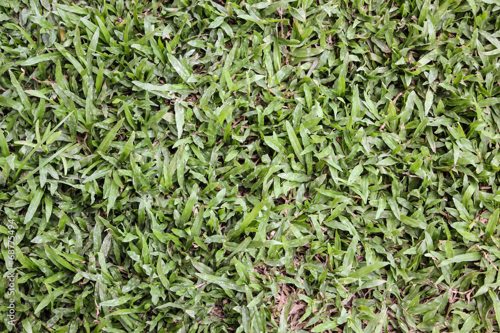 Close up dirty grass Close up dirty grass