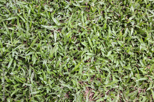 Close up dirty grass