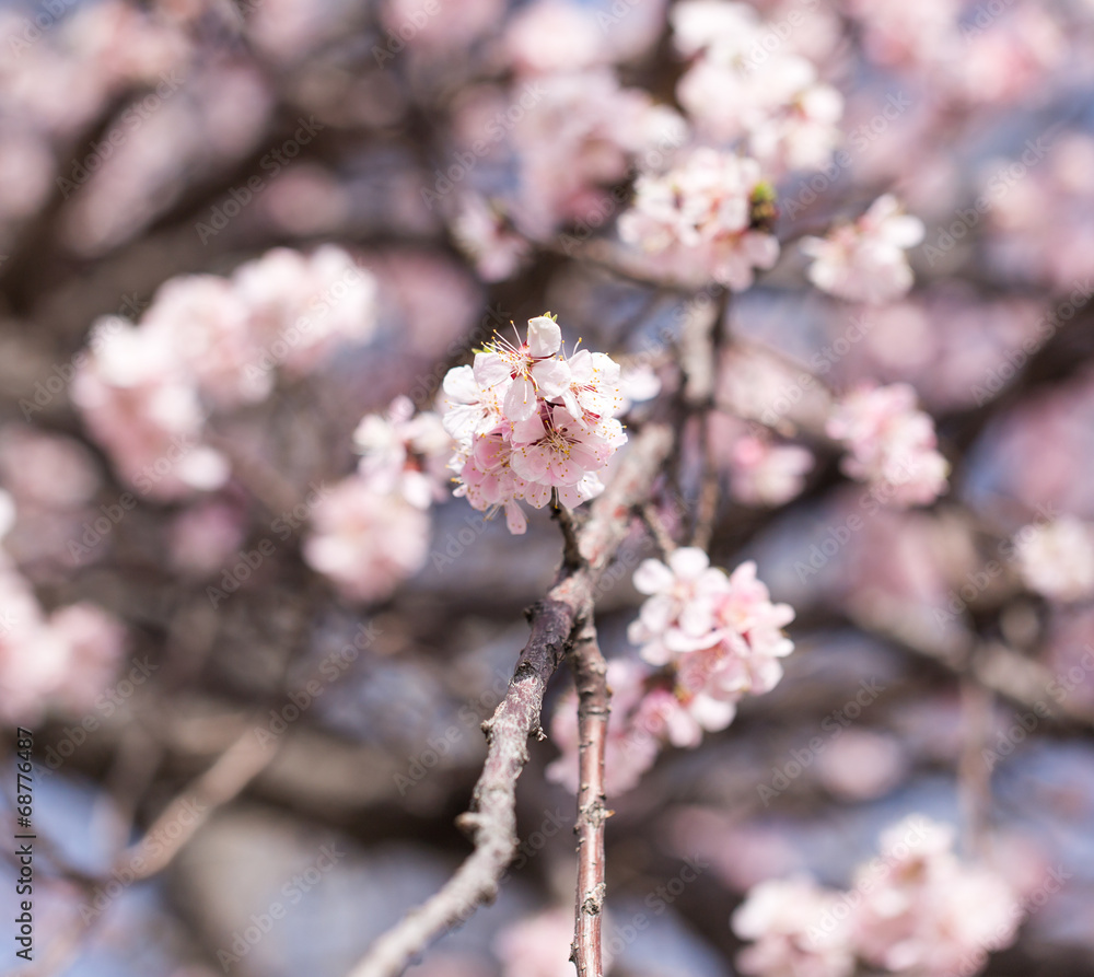 beautiful flowers on the tree in nature beautiful flowers on the tree in nature