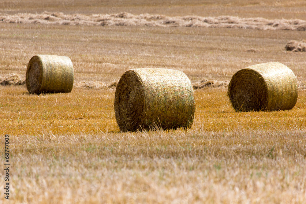 Hay bales on the field after harvest, Poland