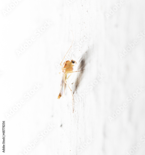 mosquito on the white wall. macro photo