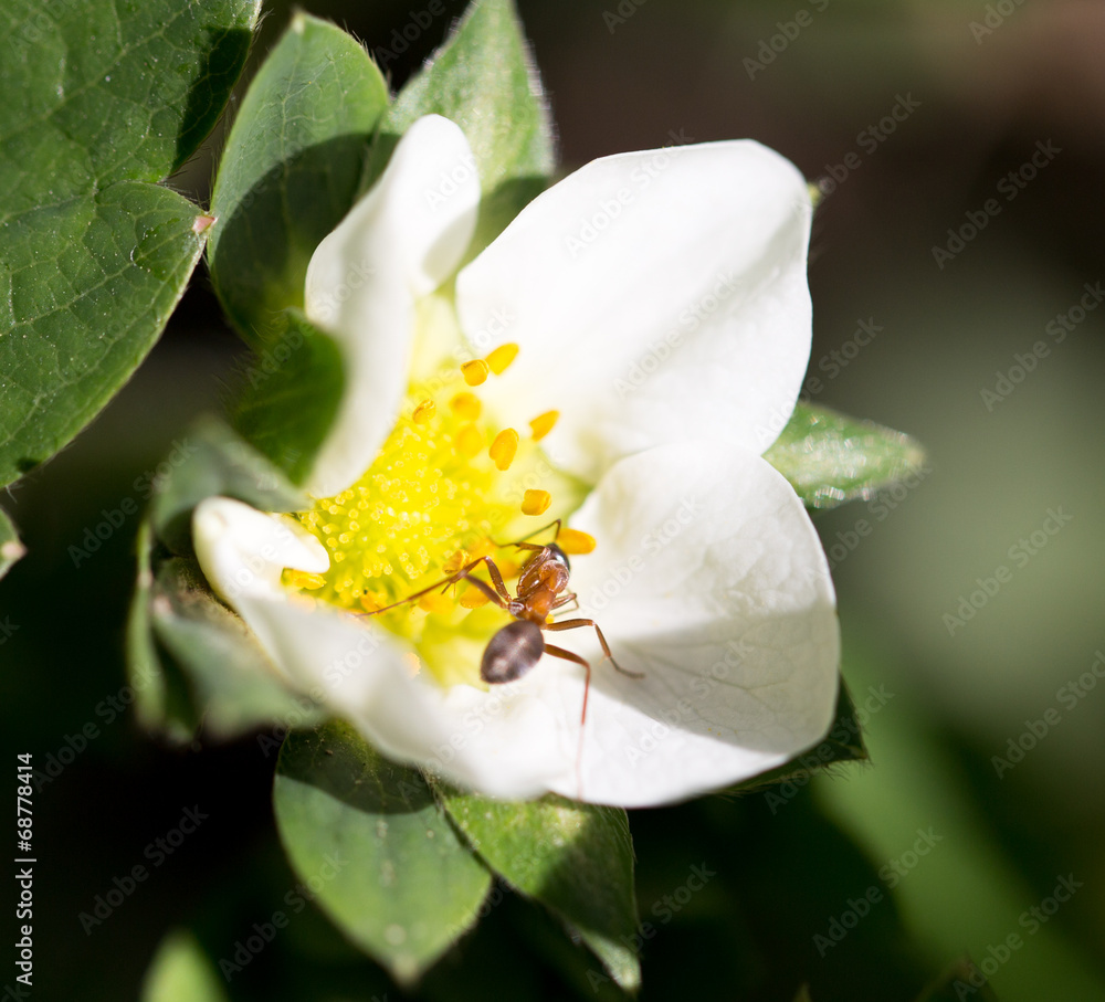 ant in nature. macro ant in nature. macro