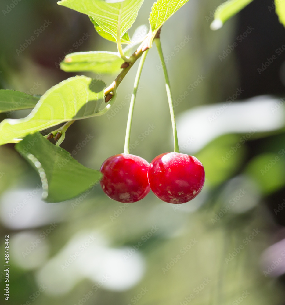 Obraz premium ripe cherries on the tree