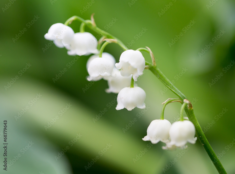 Beautiful flowers lily of the valley on the nature Beautiful flowers lily of the valley on the nature