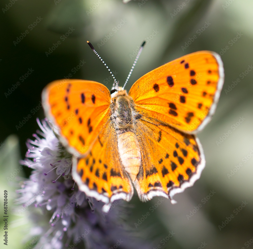 beautiful butterfly in nature beautiful butterfly in nature