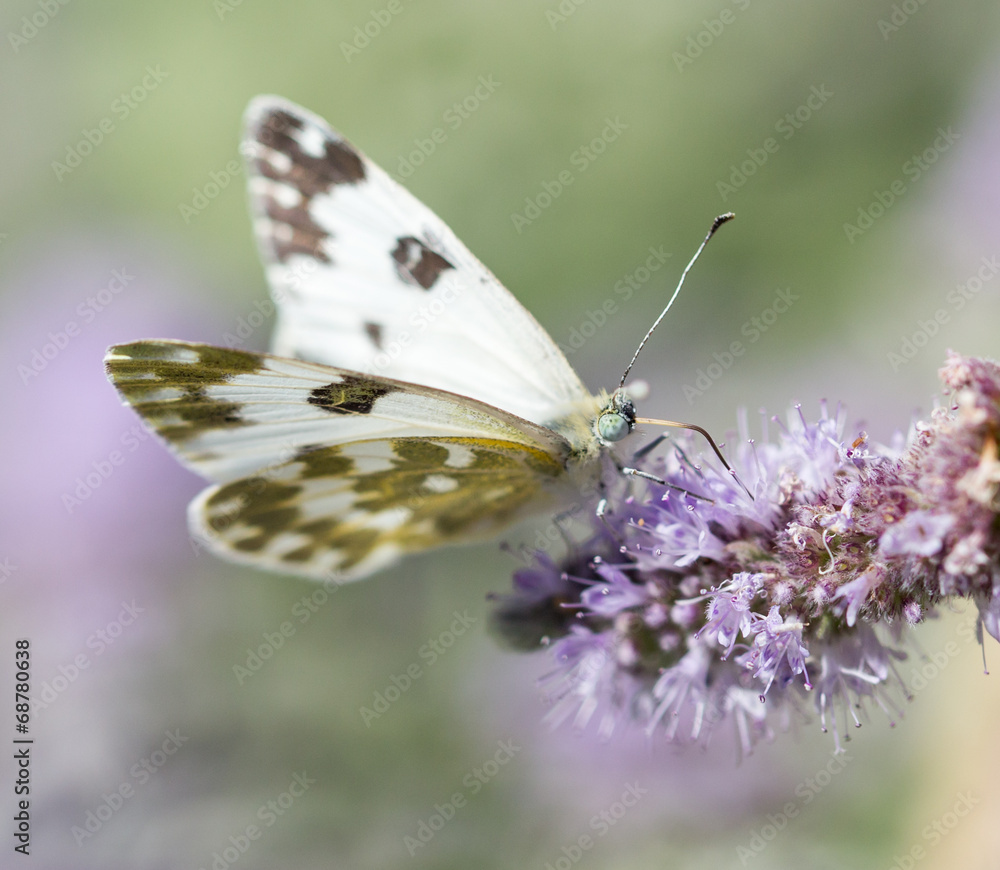 beautiful butterfly in nature beautiful butterfly in nature