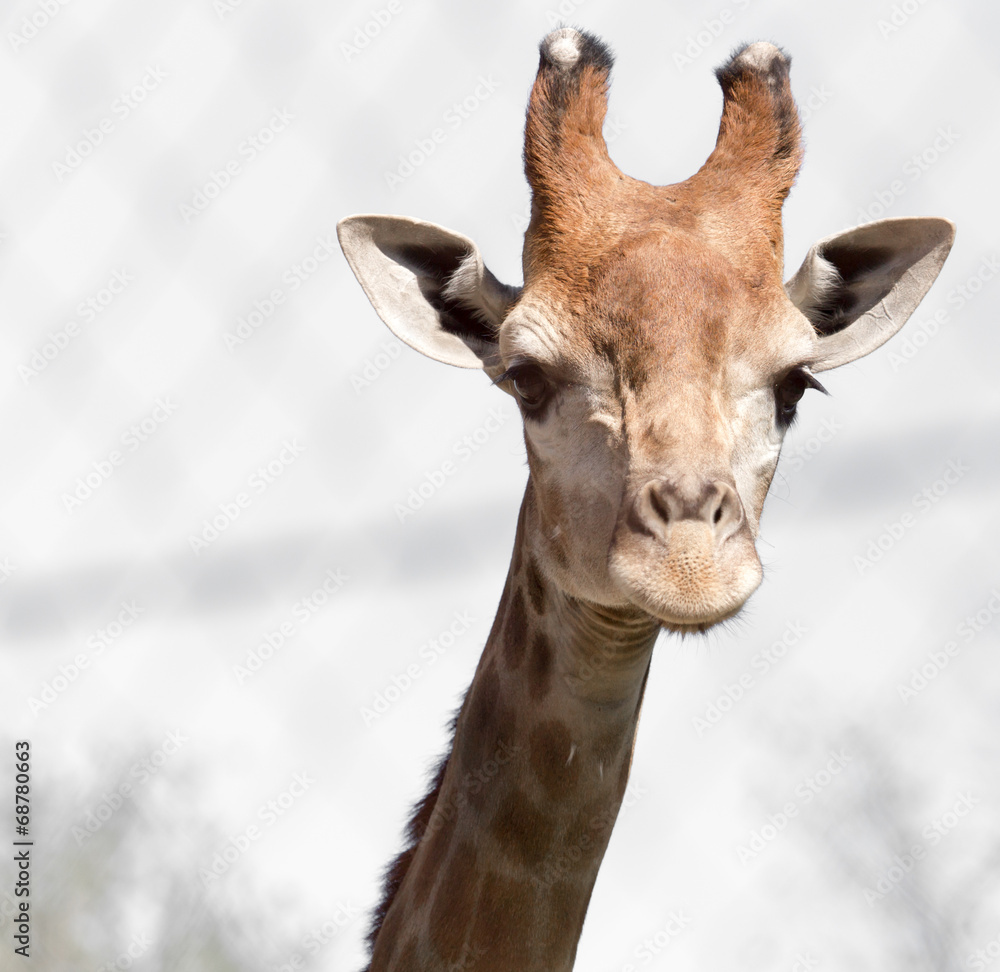 Obraz premium giraffe's head