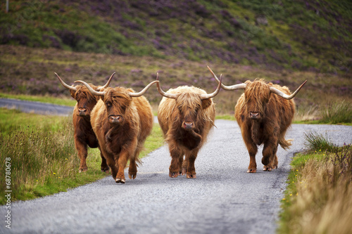 Scottish Cow II