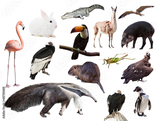 Set of anteater and other animals of South America