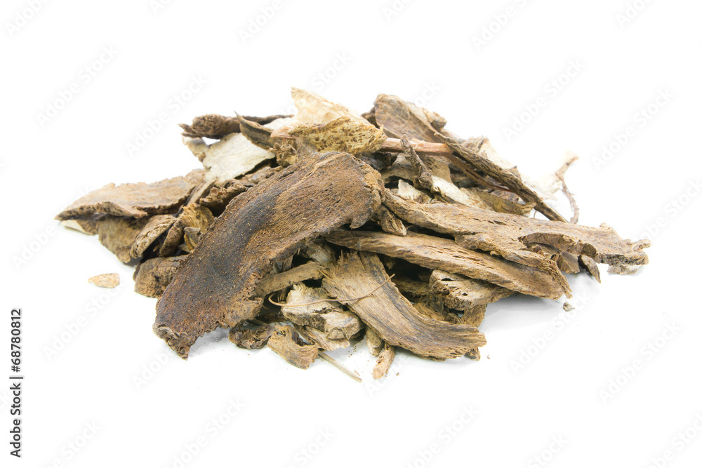 Saussurea lappa Clarke on white background Saussurea lappa Clarke on white background