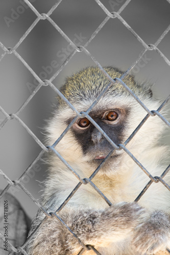 Canvas Print monkey in a cage