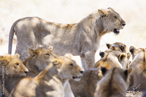 Pride of lions rests at the african savannah