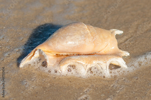 Sea shell on the sea sandy beach