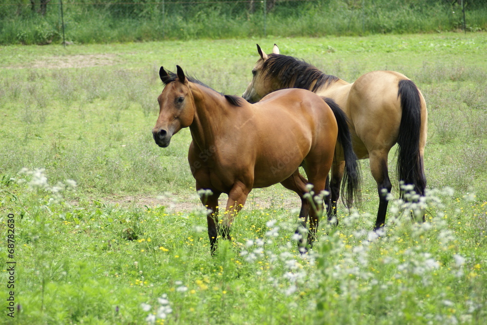 Fototapeta premium Cavalli
