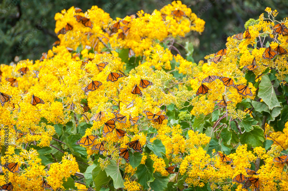 Monarch Butterfly Biosphere Reserve, Michoacan (Mexico)